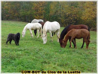 le bouvier des flandres et le cheval - Elevage du CLOS DE LA LUETTE - COPYRIGHT DEPOSE